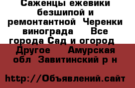 Саженцы ежевики безшипой и ремонтантной. Черенки винограда . - Все города Сад и огород » Другое   . Амурская обл.,Завитинский р-н